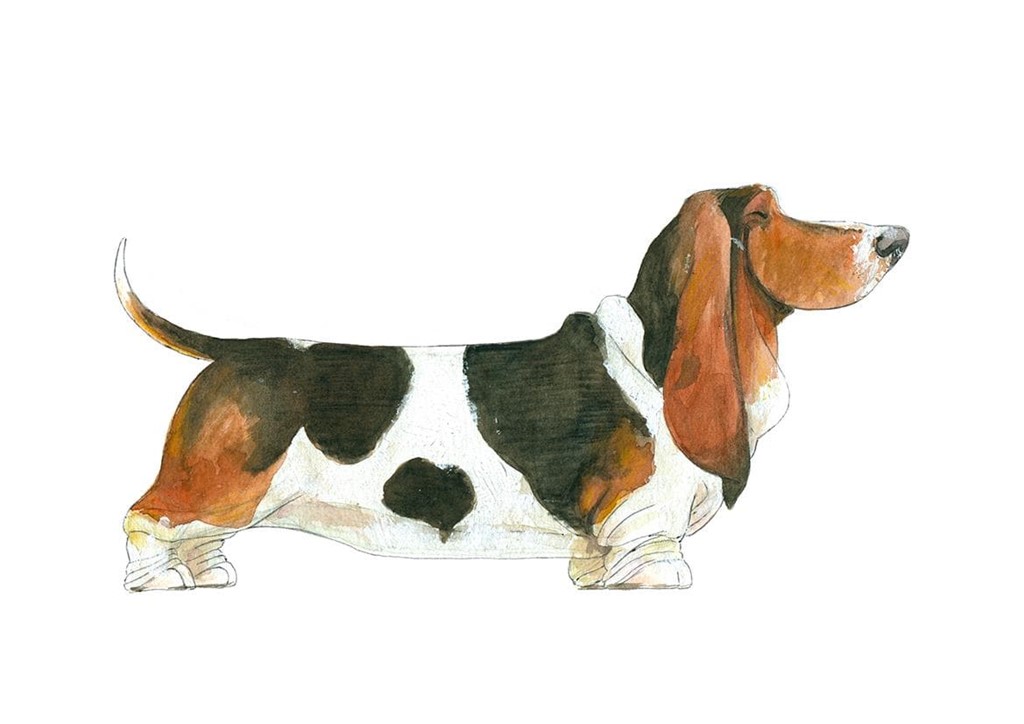 Foto 1 Basset Hound