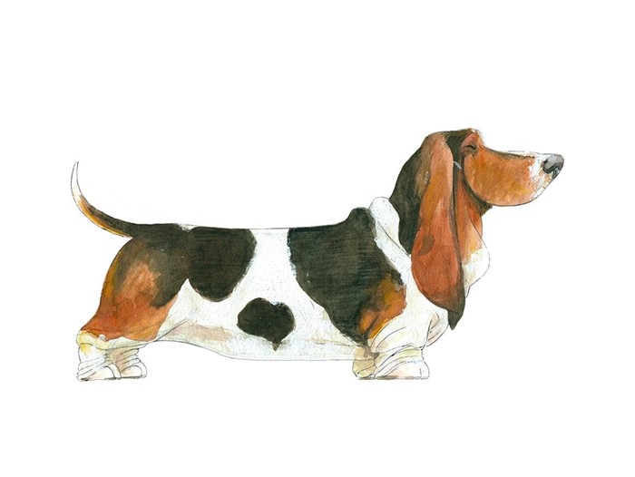 Basset Hound