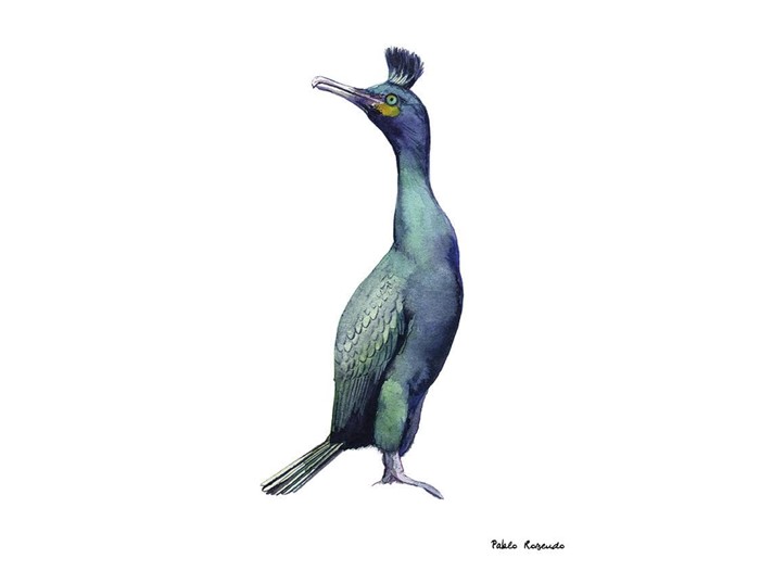 Cormoran