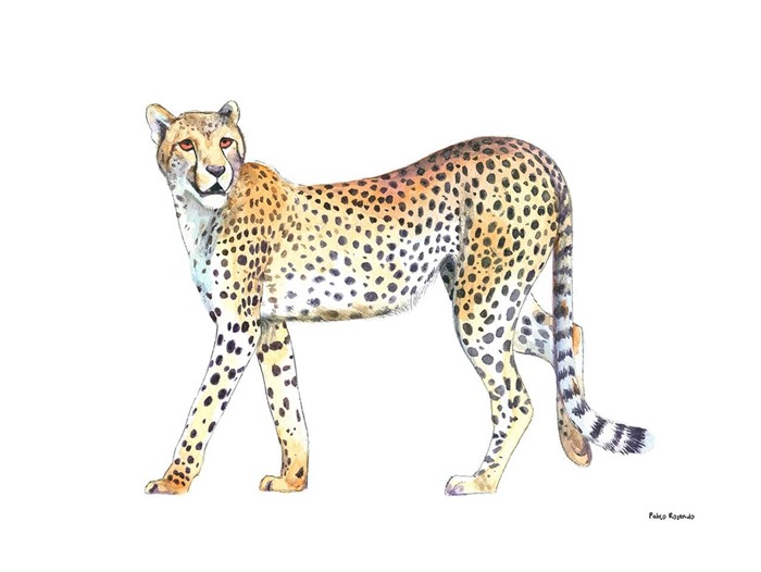 Leopardo