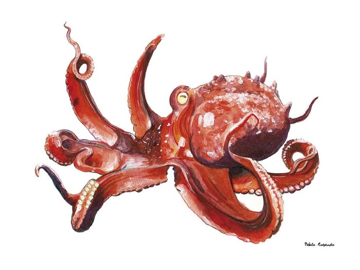 Pulpo