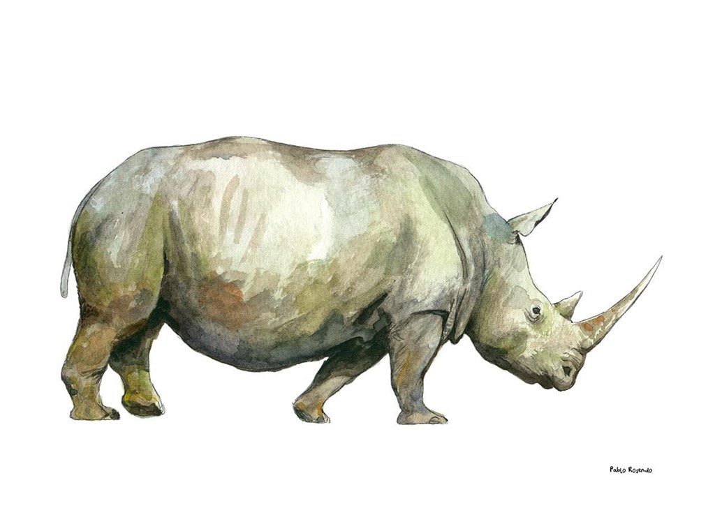 Foto 1 Rinoceronte